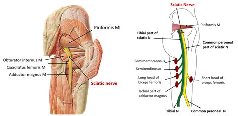 Sciatic Nerve – Anatomy QA