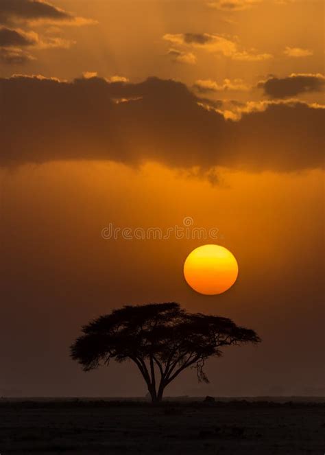 Sunset amboseli stock photo. Image of warm, africa, flora - 60568890