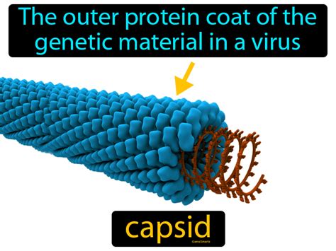 Capsid Definition & Image | GameSmartz