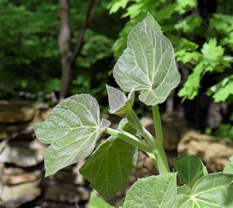 Paulownia tomentosa Seeds Empress Tree | Rare Quality Seeds