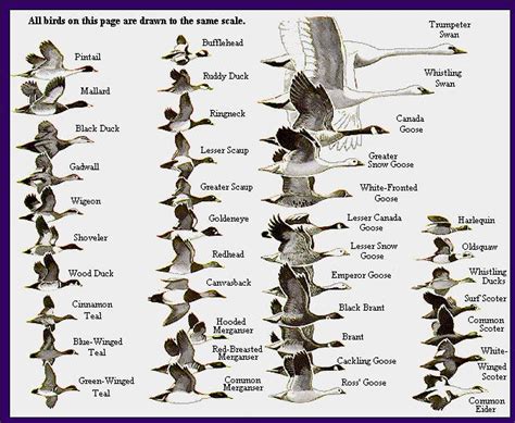 Waterfowl identification chart - Waterfowl