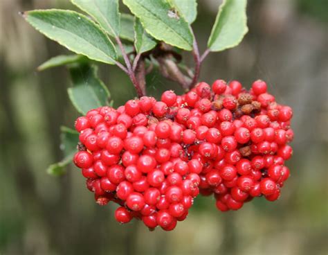 7 Most Poisonous Berries With Photos and Descriptions | CalorieBee