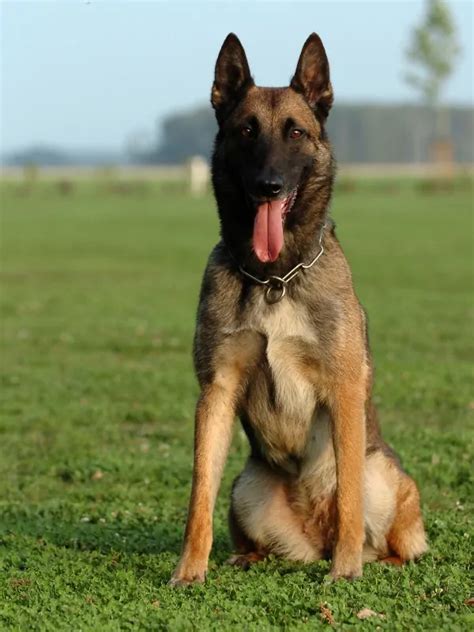 Belgian Malinois Police Dog | Tactical Police K9 Training