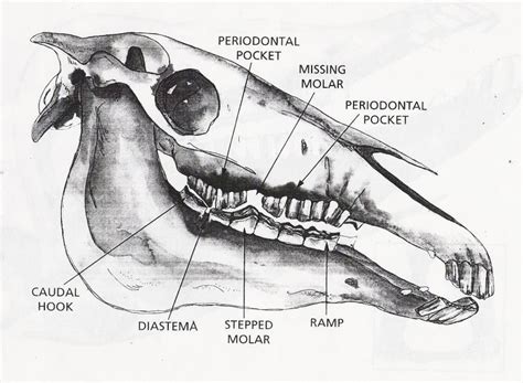 Horse Teeth Anatomy