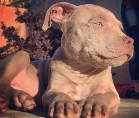 All about Blue Fawn Pitbull (Price, Size & Temperament) | ZooAwesome