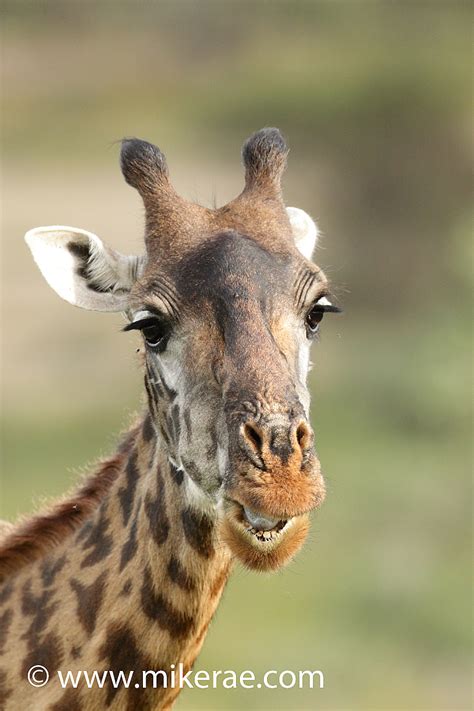 Giraffe front teeth Giraffa camelopardalis | Mike Rae