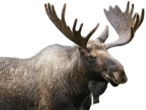 Moose PNG Transparent Images