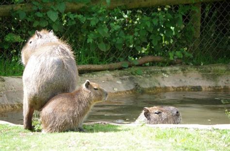 Nice day out - Birmingham Wildlife Conservation Park, Birmingham ...