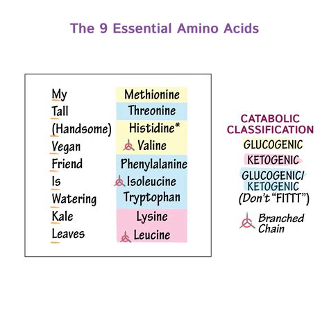 What Essential Amino Acids Are In Chicken at Sharron Ruggieri blog