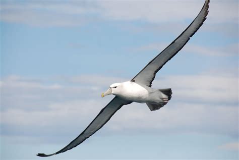 Albatross Wallpapers - Wallpaper Cave