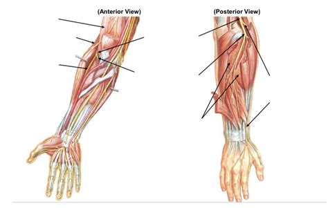 Radial Nerve Anatomy