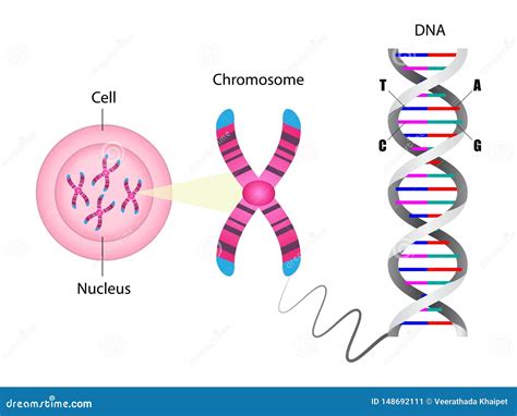 Diagram of Chromosome and DNA Structure Stock Vector - Illustration of ...