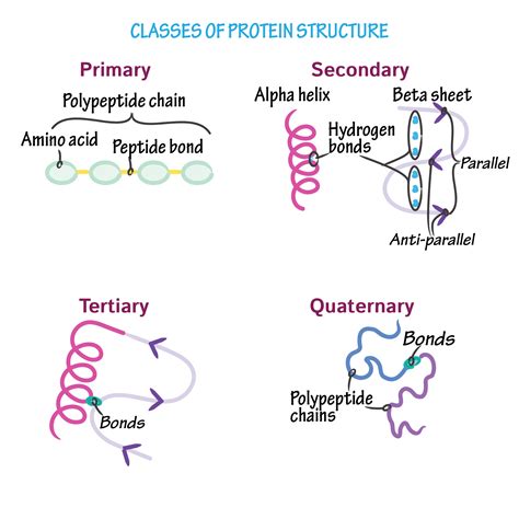 Biochemistry Glossary: Protein Structure - an Overview of the Classes ...