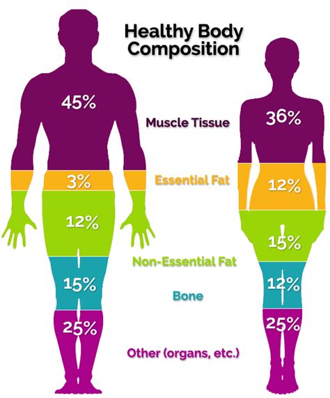 Anatomical variations between male and female bodies and their impact ...