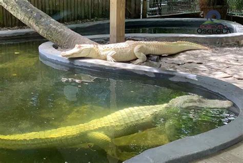 5 Key Facts About Wild Florida's Albino Gator Incubator - Townelaker