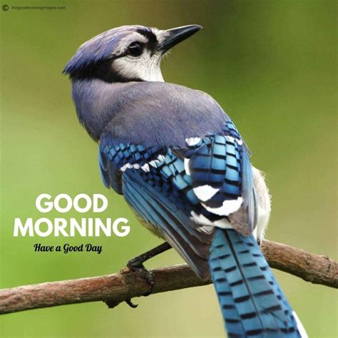 50+ Best Good Morning Birds Images To Wish Anyone [2020]