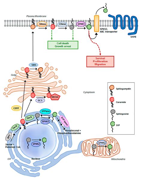 Sphingolipid metabolism and drug resistance in ovarian cancer