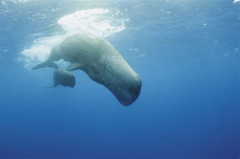 Types of Toothed Whales and Porpoises