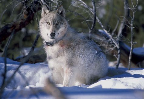 Has The Reintroduction Of Wolves Really Saved Yellowstone?