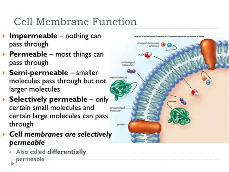 Cell Membrane Function Ency123