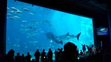 Where Did The Georgia Aquarium Whale Sharks Come From - Aquarium Views