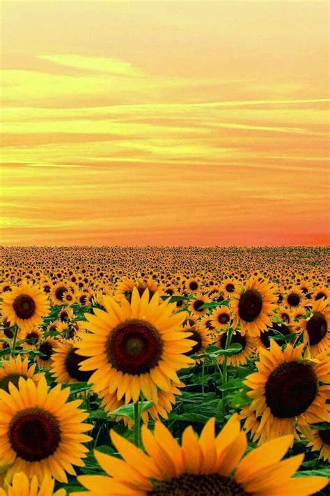 Sunflower | Beautiful flowers, Sunflower fields, Flower field