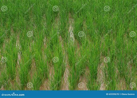 Field Of Growing Rice In Water Stock Photo - Image: 63339678