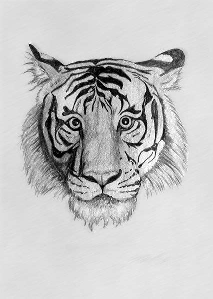 Tiger Drawing by S. Fairbanks | Tiger drawing, Pencil drawings of ...