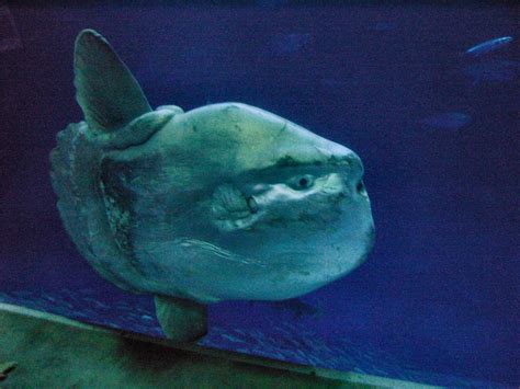 Ocean Sunfish: Facts, Characteristics, Habitat and More - Animal Place