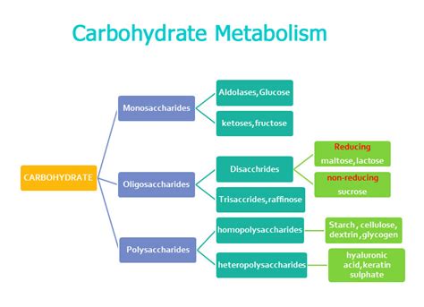 Carbohydrate Metabolism