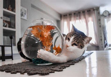 Feeding Cat Fish - Us Pets Love