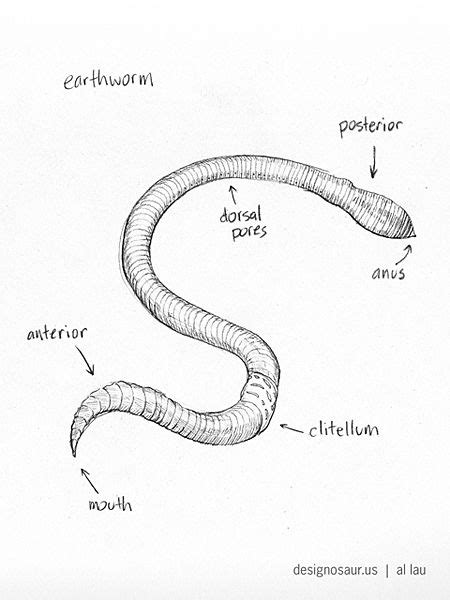 sketch: earthworm | Earthworms, Worm drawing, Kindergarten drawing