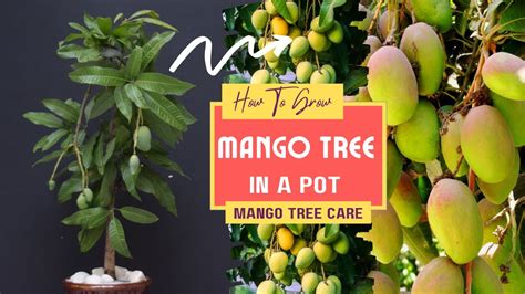 How To Grow Mango Tree In A Pot | Mango Tree Care - Herbal Plant Power