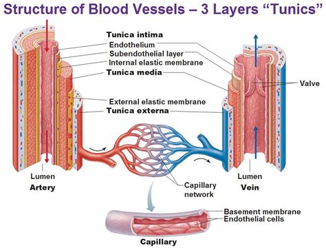 3 Layers of Blood Vessels - DejaaresSharp