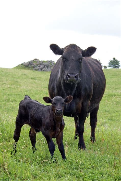 Black Angus Cow & Calf. I love black angus, they're always so healthy ...