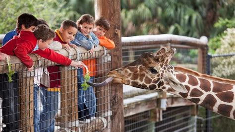 The 4 Big Benefits of Field Trips for Kids - Tip-Top Brain Blog