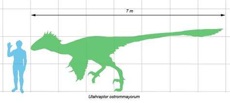 Utahraptor | Extinct Animals