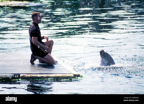 Trainer giving dolphine instructions Stock Photo - Alamy