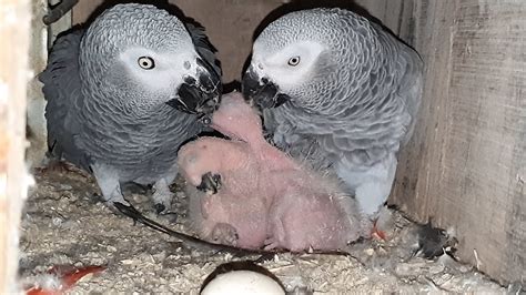 african grey parrot breeding behavior - attendingaweddingoutfitblackwomen