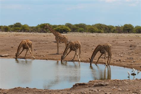 Giraffe Habitat Animal Sake