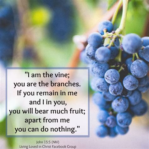 I am the vine, you are the branches John 15:5 | John 15 5, Scripture ...