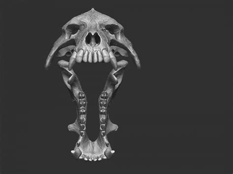 Daeodon Shoshonensis Skull - 3D Print Model by rbonnacoelho