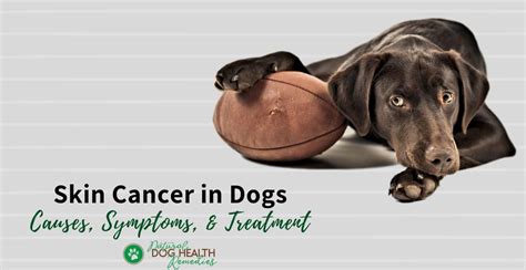 Skin Cancer in Dogs - Types of Skin Tumors, Symptoms, Treatment