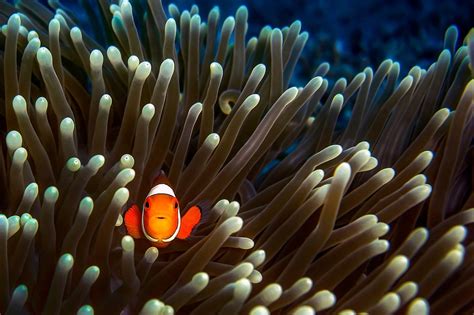 Clownfish In Anemone Wallpaper