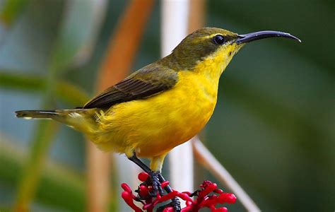 Yellow-bellied Sunbird-asity, Neodrepanis hypoxantha. by ...