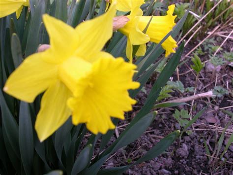 Yellow daffodil flowers outdoors Free Photo Download | FreeImages