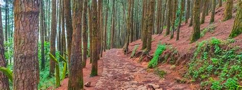 Vagamon Pine Forest • Entry Fee, Timings, Things To Do