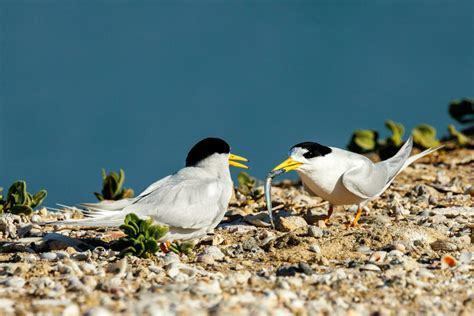 Australian Fairy Tern 25920246 Stock Photo at Vecteezy