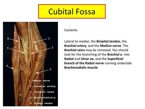 PPT - Upper limb Muscles of Arm, cubital fossa, and elbow joint ...