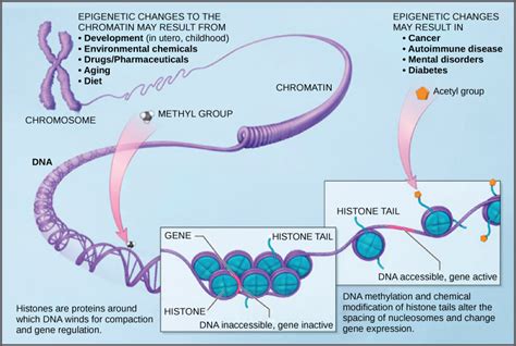 Eukaryotic Epigenetic Gene Regulation · Biology